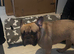 French blue fawn bulldog