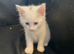 Male white kitten