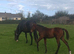 6 year old TB broodmare/companion.