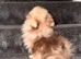 Chocolate and tan merl male