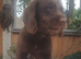 Miniature labradoodles