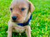 Labrador retriever puppies