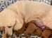 MINIATURE POODLE PUPPIES