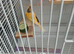 2 male canary