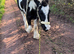 Gypsy cob