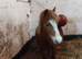 Chestnut filly