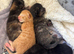 Gorgeous litter ready September 28th!