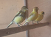 Fife canaries