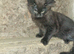 1 black female kitten for sale