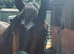 Irish Sports Horse Gelding