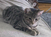 Bengal mix