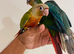 Hand reared conures for sale