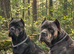 Cane Corso Puppies – 3 Females & 1Males