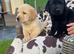Gorgeous Labrador looking for a new home