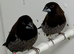 Beautiful Pair of chocolate bengalese finches