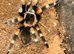 3cm-4cm Mexican Red Knee Tarantula