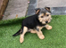Beautiful 3 month old Yorkshire terrier puppy