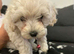 READY TO GO. Ready vaccines. Havapoo puppies