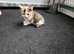 Beautiful kittens looking for loving homes.