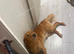 Rehoming my lovely dog