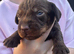 Full Teckle Pups