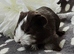 5 Boars available