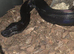 Wanted img boa black devil male