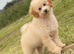 F1B cavapoo puppies FULLY VACCINATED