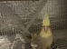 I will take in all unwanted parrots and avairy birds