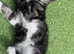 Gorgeous tuxedo kittens