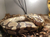 Enchi Female Ball Python - Nivara