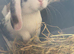 Last 2 boy and girl mini lop buns
