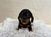 6 Dachshund Boys  available