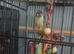 Pine apple conure