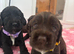 Stunning "Working x Show" Cocker Spaniels !