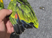 Blue-fronted Amazon Chicks – Healthy & Well Cared For