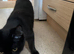 Lovely kitten needs new home