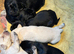 Georgous puppy’s for sale