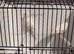 2025 white canary pair
