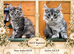 GCCF Fully Registered Maine Coon Kittens - Ready October