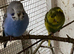Young budgies for sale