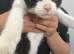 Beautiful 3-Month-Old Boy Kitten