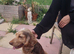 Beautiful cocker spaniel