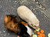 Pair of bonded Guinea Pigs