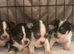 happy healthy litter of chihuahua puppies