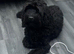 5 cavapoo for sale