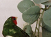 I have 3 pair of pied redfaced parrot finch for sale