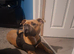 American pocket bully