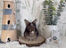 Vaccinated English Angora Babies