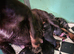 Cocker spaniel puppies